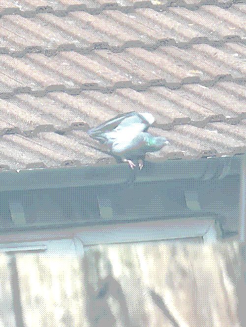 pigeon taking a stretch on a rooftop gutter. his head is angled in such a way that it makes him look silly and boneless