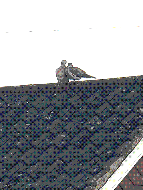 a pair of married wood pigeons preening and kissing eachother on a rooftop ridge