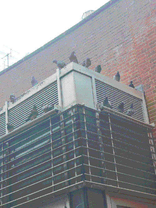 a flock of rock doves peering over the edge atop a flat-roof city building